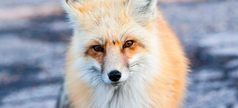 Private Winter Wildlife Safari in Jackson Hole