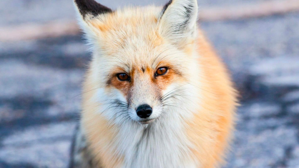 Private Winter Wildlife Safari in Jackson Hole