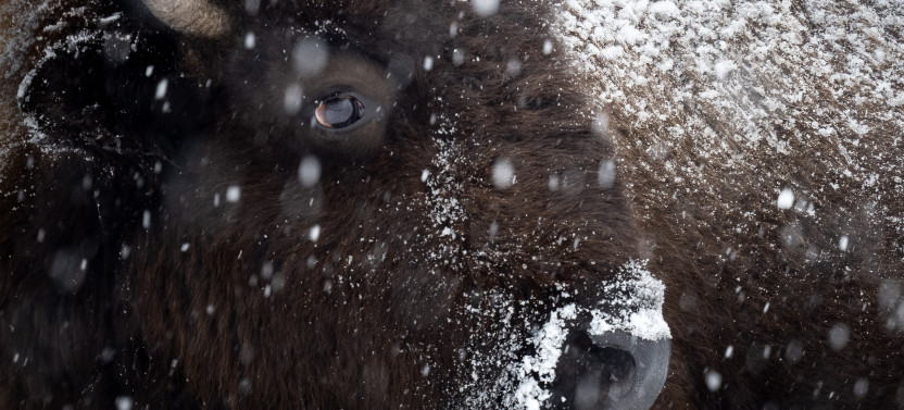 Private Winter Grand Teton Wildlife Photography Safari Tour