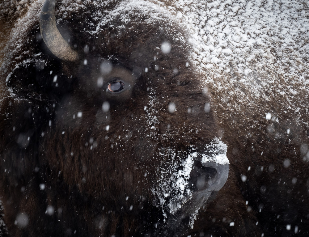 Private Winter Grand Teton Wildlife Photography Safari Tour