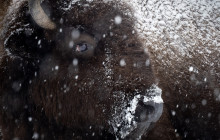 Jackson Hole Wildlife Safaris8