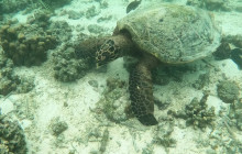 Samoa Surf and Turf Tours9