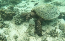 Samoa Surf and Turf Tours13