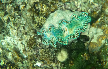 Samoa Surf and Turf Tours17