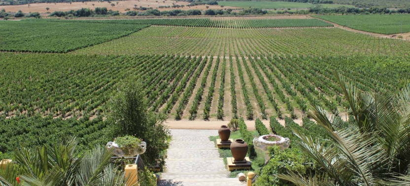 4 Day Colchagua Wine & Dine Experience
