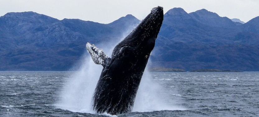 Whales, Penguins & Glaciers Navigation From Punta Arenas