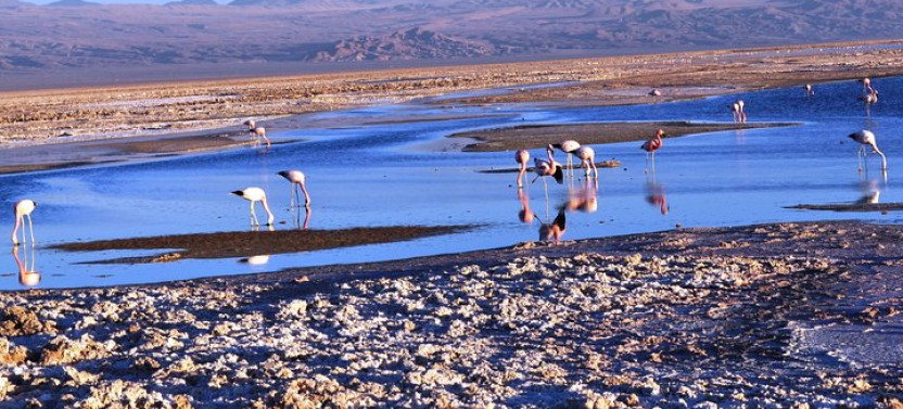 Altiplanic Lagoons & Piedras Rojas Tour from San Pedro de Atacama
