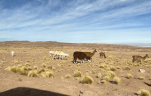 Gray Line Chile13