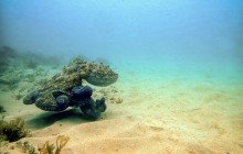 Algarve On Board4