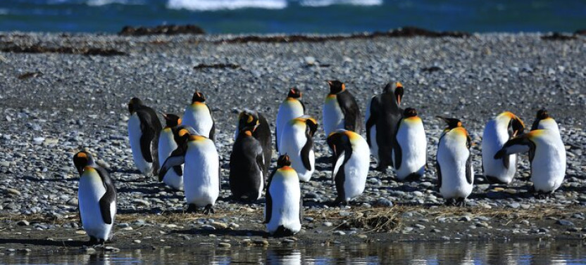 King Penguin & Tierra del Fuego Tour