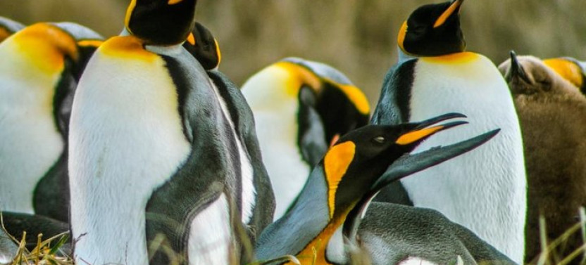 King Penguin & Tierra del Fuego Tour