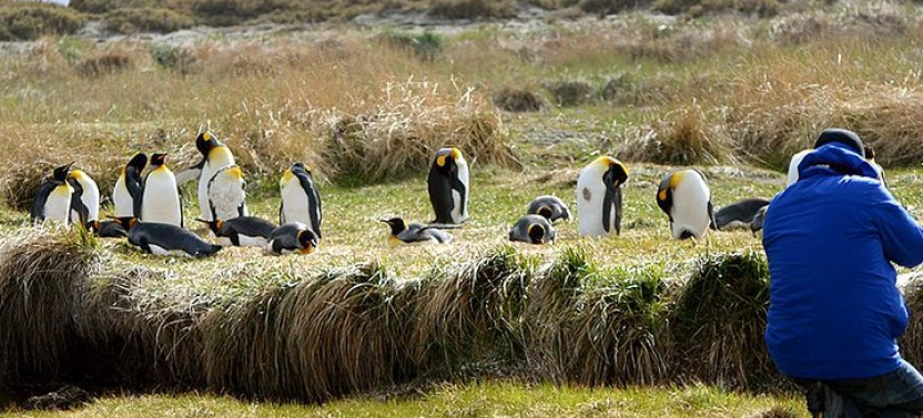King Penguin & Tierra del Fuego Tour