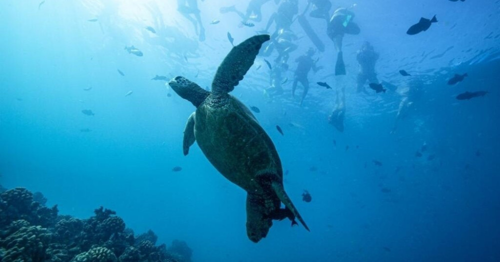Waikiki Snorkel Tour at Turtle Canyons with Green Sea Turtles