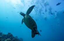 Honolulu Snorkel Company1