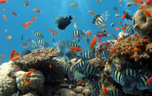 Honolulu Snorkel Company4