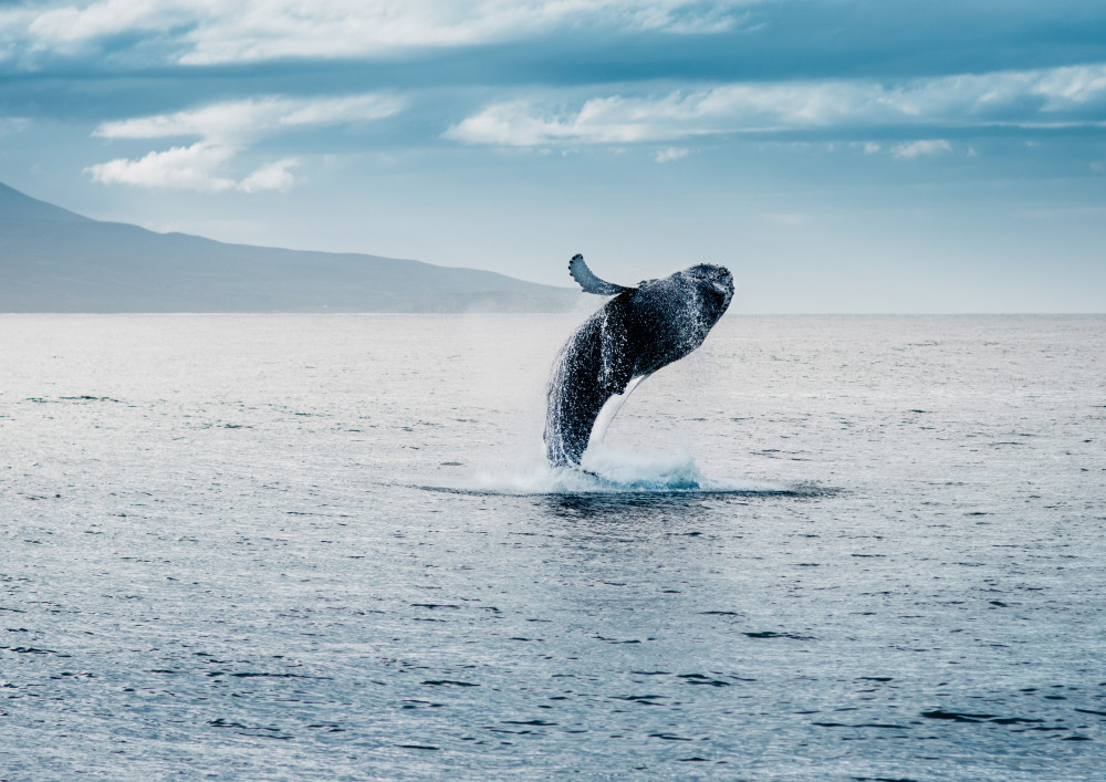 Waikiki Whale Watching Cruise to See Migrating Humpback Whales
