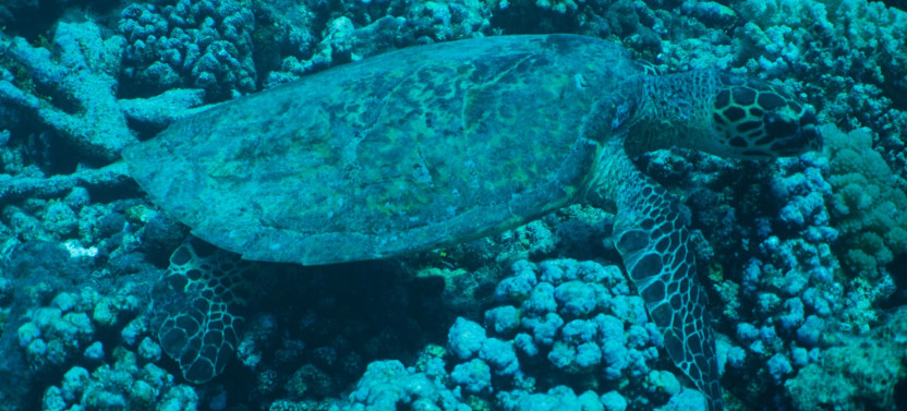 Hanauma Bay Snorkeling Tour with Lessons
