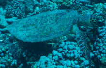 Honolulu Snorkel Company4