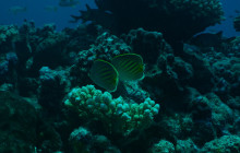 Honolulu Snorkel Company5