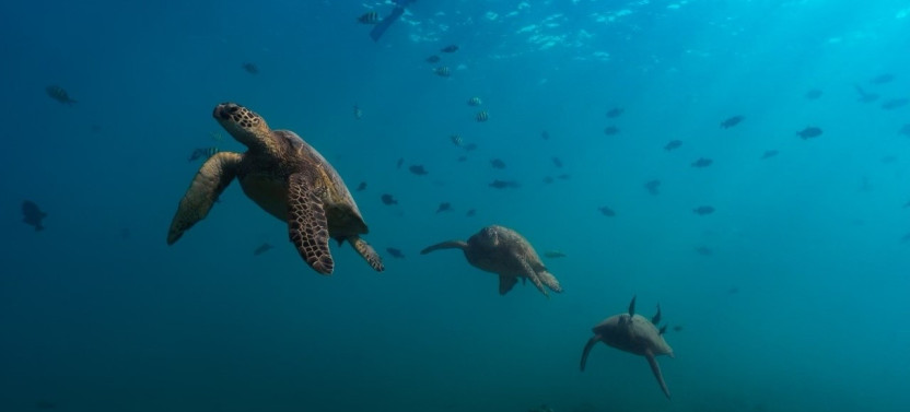 Private Boat Charter Snorkel with Sea Turtles at Oahu’s Turtle Canyons
