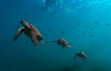 Honolulu Snorkel Company2