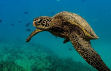 Honolulu Snorkel Company4