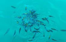 Honolulu Snorkel Company2