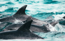 Honolulu Snorkel Company8