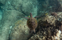 Honolulu Snorkel Company9