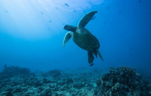 Honolulu Snorkel Company10