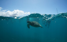 Honolulu Snorkel Company11