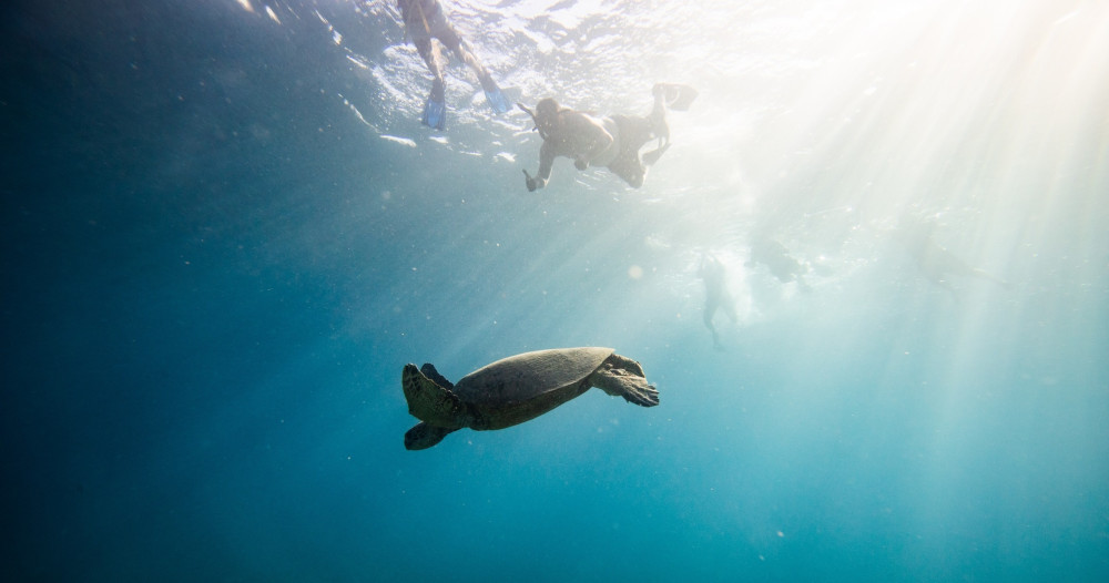 Semi-Private Turtle Canyon Snorkel Tour in Waikiki