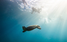 Honolulu Snorkel Company1