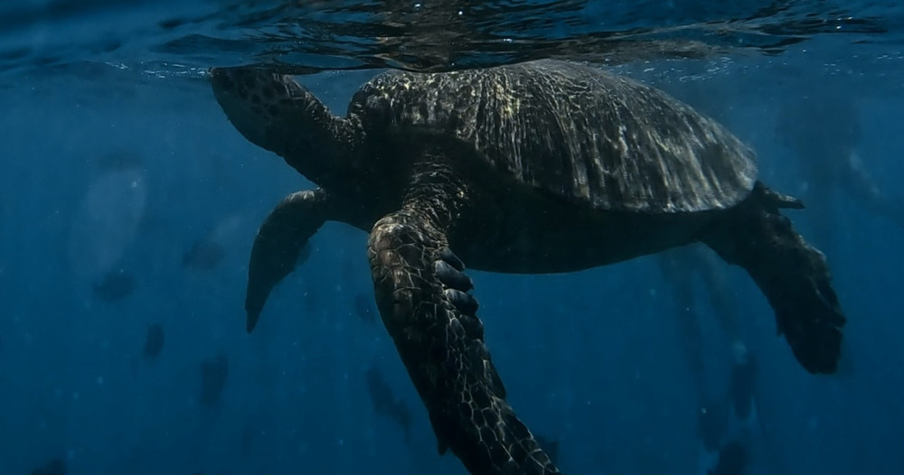 Honolulu Snorkel Company