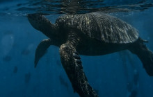 Honolulu Snorkel Company15