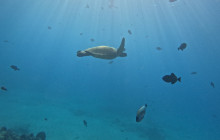 Honolulu Snorkel Company18