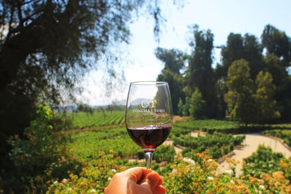 New Experience Concha y Toro Winery Tour from Santiago