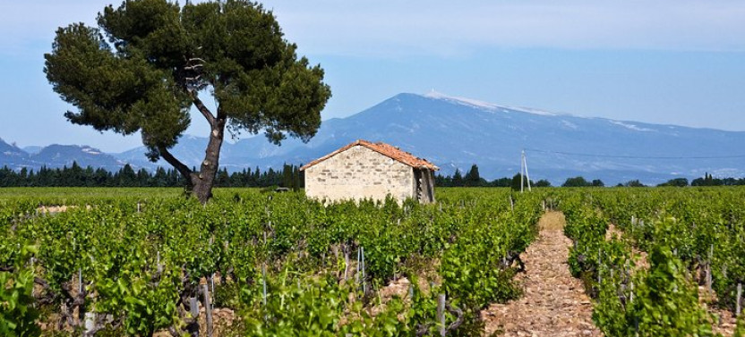 New Experience Concha y Toro Winery Tour from Santiago