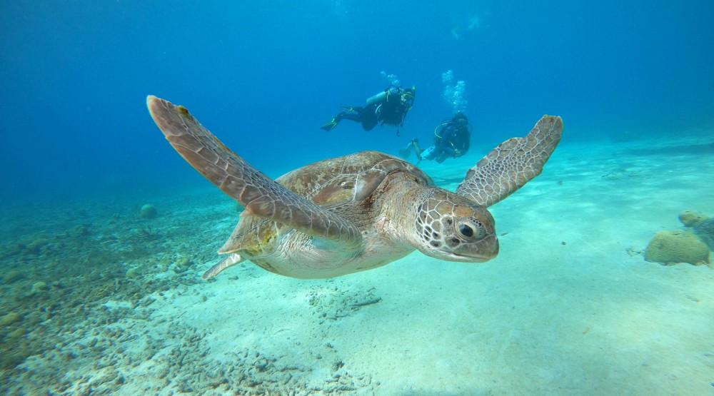 Sea Turtle Awareness