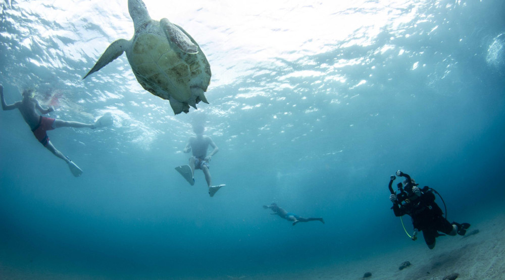 Snorkel Turtle Day