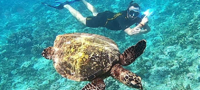 Sea Scooter Snorkel Tour - Reef Trip : Turtles, Rays & Sharks -2h