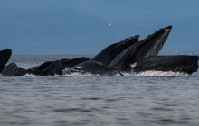 Hoonah Whale Tours2