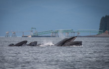 Hoonah Whale Tours3