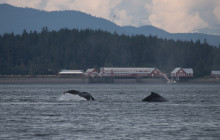 Hoonah Whale Tours4