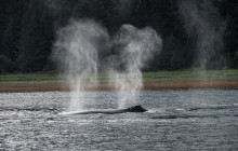 Hoonah Whale Tours5