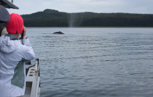 Hoonah Whale Tours1