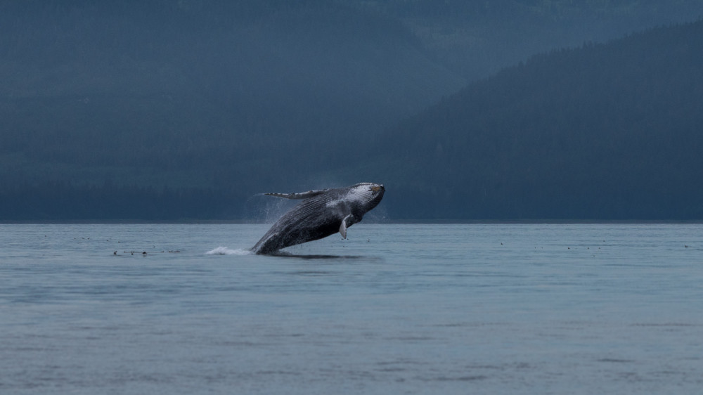 Hoonah Whale Tours