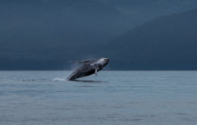 Hoonah Whale Tours6