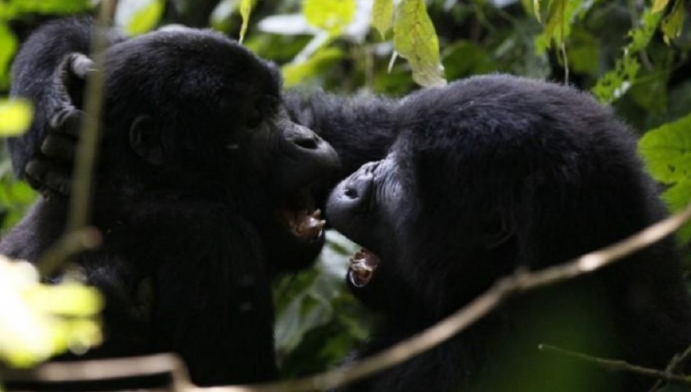 15 Day Gorilla Safari and Wildlife in Uganda