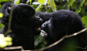 A picture of 15 Day Gorilla Safari and Wildlife in Uganda